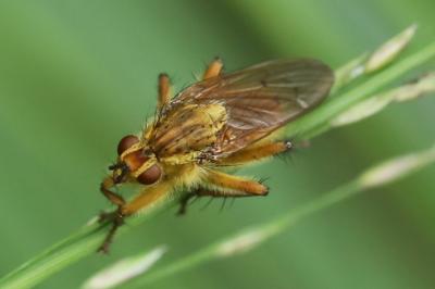 <i>Scathophaga stercoraria</i>