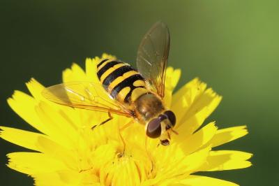 <i>Syrphus ribesii</i>