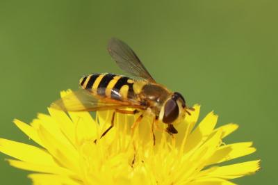 <i>Syrphus ribesii</i>
