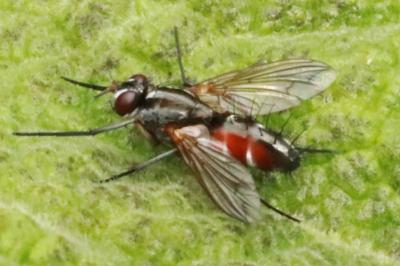 <i>Mintho rufiventris</i>
