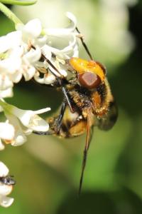 <i>Volucella inflata</i>