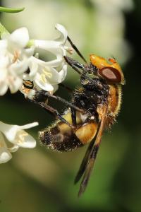 <i>Volucella inflata</i>