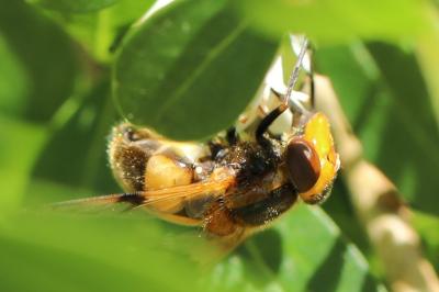 <i>Volucella inflata</i>