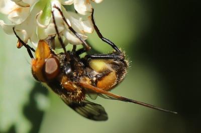 <i>Volucella inflata</i>