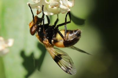 <i>Volucella inflata</i>
