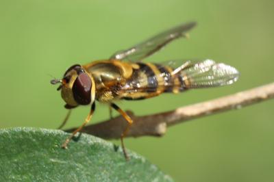 <i>Syrphus torvus</i>