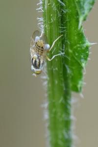 <i>Terellia serratulae</i>