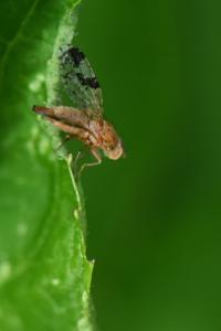 <i>Tephritis bardanae</i>