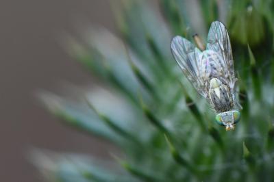 <i>Terellia serratulae</i>