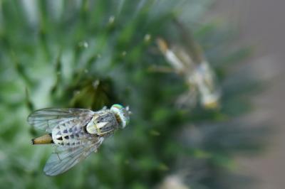 <i>Terellia serratulae</i>