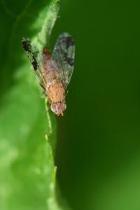 <i>Tephritis bardanae</i>