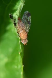 <i>Tephritis bardanae</i>