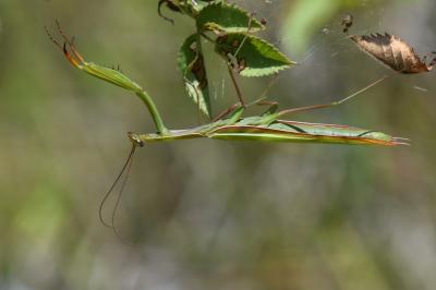 Mantis religiosa