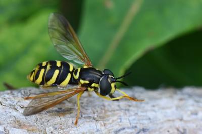 <i>Chrysotoxum elegans</i>