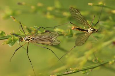 <i>Nephrotoma appendiculata</i>
