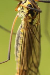 <i>Nephrotoma appendiculata</i>