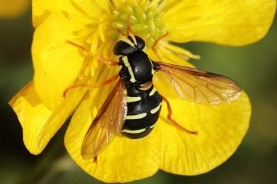 Philhelius citrofasciatus
