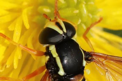 <i>Philhelius citrofasciatus</i>