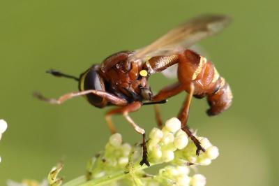 <i>Physocephala</i>