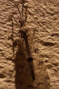 <i>Distoleon tetragrammicus</i>