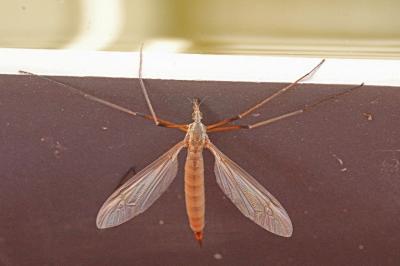 <i>Tipula paludosa</i>