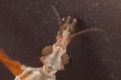 <i>Tipula paludosa</i>