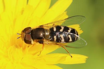 <i>Scaeva pyrastri</i>