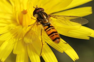 <i>Episyrphus balteatus</i>