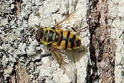 Myathropa florea