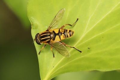 <i>Helophilus pendulus</i>