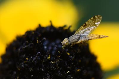 <i>Campiglossa bidentis</i>