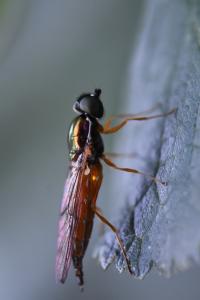<i>Sargus bipunctatus</i>