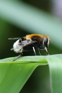 <i>Eristalis intricaria</i>