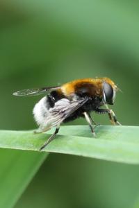 <i>Eristalis intricaria</i>