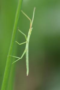 <i>Clonopsis gallica</i>