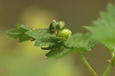 <i>Dasineura urticae</i>