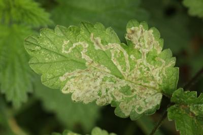 <i>Phytomyza spondylii</i>