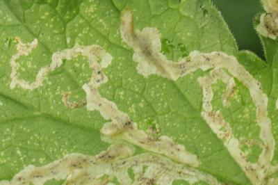 <i>Phytomyza spondylii</i>