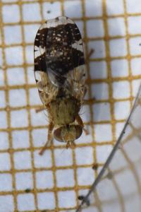 <i>Tephritis formosa</i>