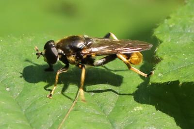 <i>Xylota sylvarum</i>