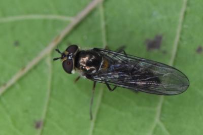 <i>Meliscaeva auricollis</i>