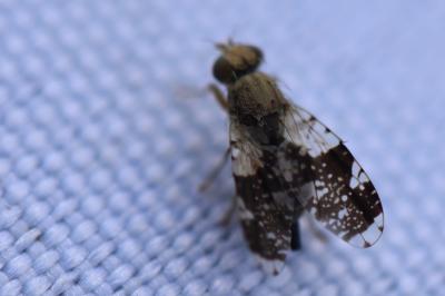 <i>Tephritis formosa</i>