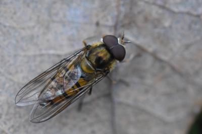<i>Episyrphus balteatus</i>