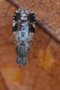 <i>Tephritis neesii</i>
