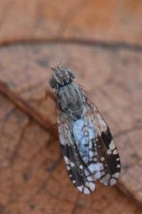 <i>Tephritis neesii</i>