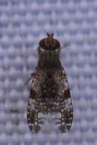 <i>Tephritis vespertina</i>