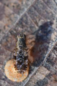 <i>Tephritis vespertina</i>