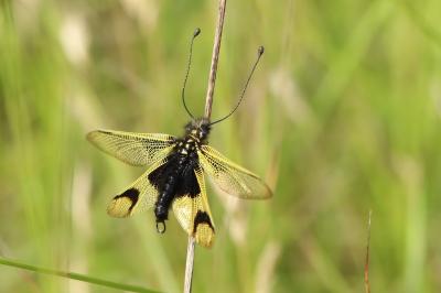 <i>Libelloides longicornis</i>