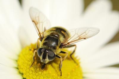 <i>Myathropa florea</i>