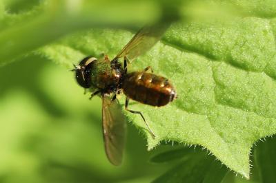 <i>Chloromyia formosa</i>